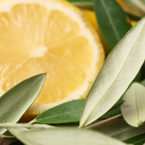 Olive Leaf and Citron