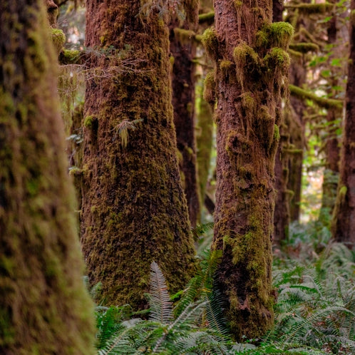 Redwoods and Moss